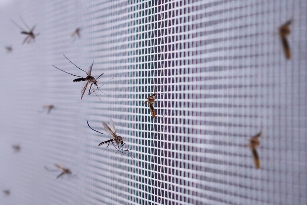 Bugs on a screen